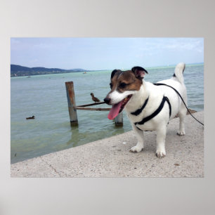 Capo von Oppenheim, Jack Russell Terrier Dog Poster