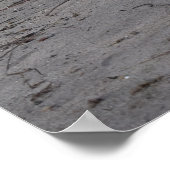 Capo von Oppenheim, Jack Russell Terrier Dog Poster (Hoek)