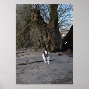 Capo von Oppenheim, Jack Russell Terrier Dog Poster