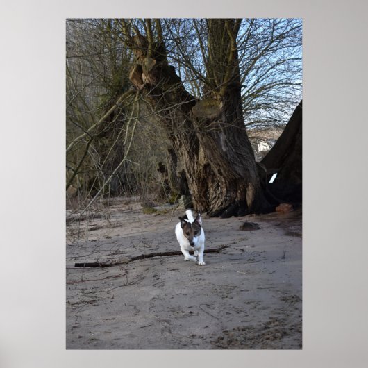 Capo von Oppenheim, Jack Russell Terrier Dog Poster (Voorkant)