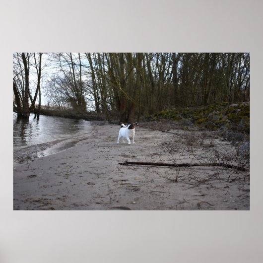Capo von Oppenheim, Jack Russell Terrier Dog Poster (Voorkant)