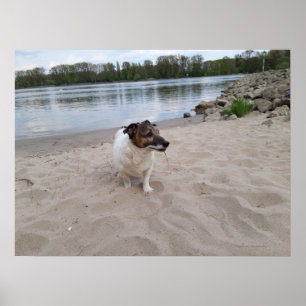 Capo von Oppenheim, Jack Russell Terrier Dog Poster