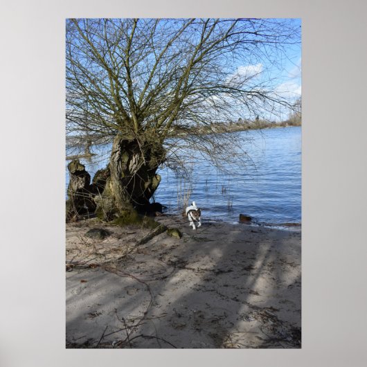 Capo von Oppenheim, Jack Russell Terrier Dog Poster (Voorkant)