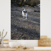 Capo von Oppenheim, Jack Russell Terrier dog Poster (Keuken)