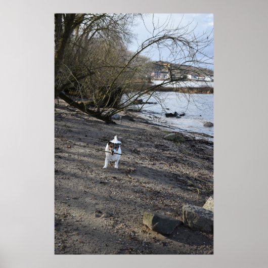 Capo von Oppenheim, Jack Russell Terrier dog Poster (Voorkant)