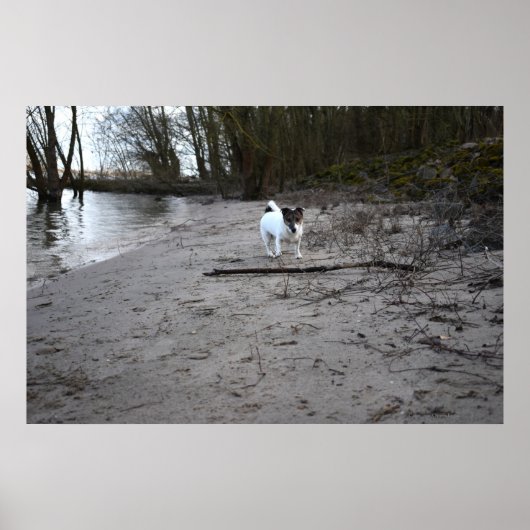 Capo von Oppenheim, Jack Russell Terrier Dog Poster (Voorkant)