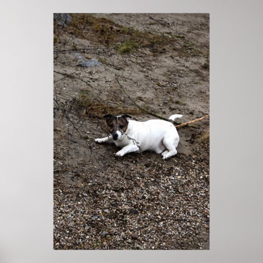 Capo von Oppenheim, Jack Russell Terrier dog Poster (Voorkant)