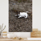 Capo von Oppenheim, Jack Russell Terrier dog Poster (Keuken)