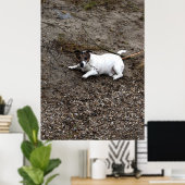 Capo von Oppenheim, Jack Russell Terrier dog Poster (Thuiskantoor)