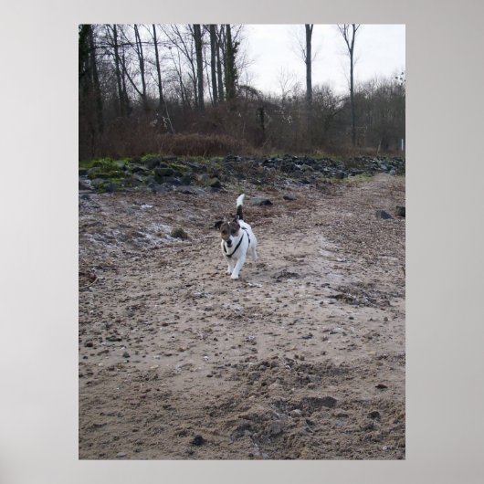 Capo von Oppenheim, Jack Russell Terrier dog Poster (Voorkant)