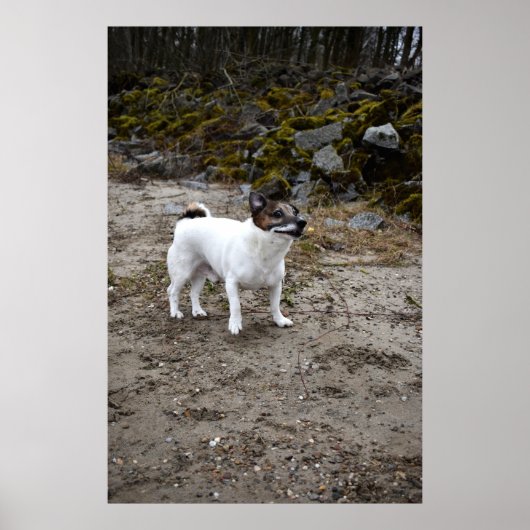 Capo von Oppenheim, Jack Russell Terrier dog Poster (Voorkant)