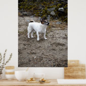 Capo von Oppenheim, Jack Russell Terrier dog Poster (Keuken)