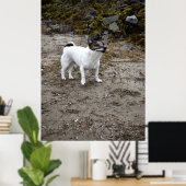 Capo von Oppenheim, Jack Russell Terrier dog Poster (Thuiskantoor)