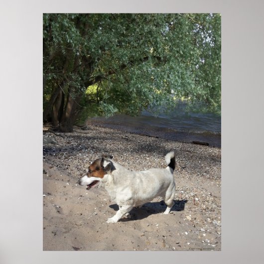 Capo von Oppenheim, Jack Russell Terrier dog Poster (Voorkant)