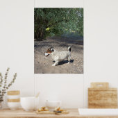 Capo von Oppenheim, Jack Russell Terrier dog Poster (Keuken)