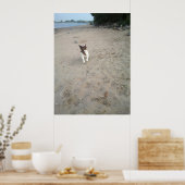 Capo von Oppenheim, Jack Russell Terrier dog Poster (Keuken)