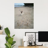 Capo von Oppenheim, Jack Russell Terrier dog Poster (Thuiskantoor)