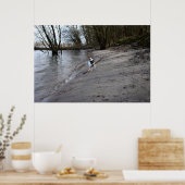 Capo von Oppenheim, Jack Russell Terrier Dog Poster (Keuken)