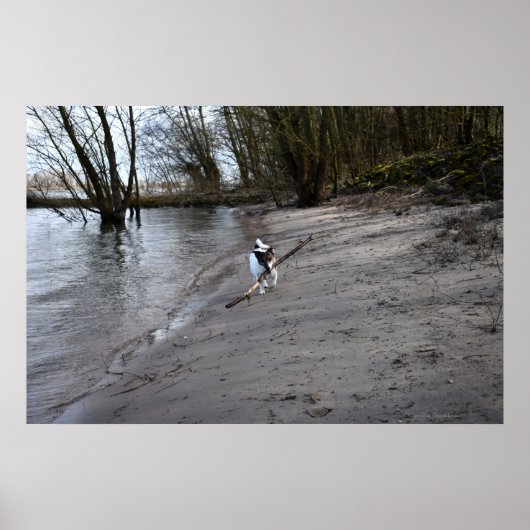 Capo von Oppenheim, Jack Russell Terrier Dog Poster (Voorkant)