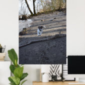 Capo von Oppenheim, Jack Russell Terrier dog Poster (Thuiskantoor)