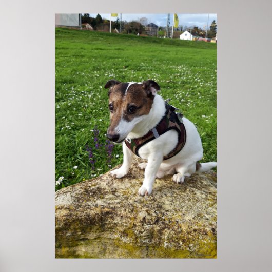 Capo von Oppenheim, Jack Russell Terrier dog Poster (Voorkant)