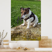 Capo von Oppenheim, Jack Russell Terrier dog Poster (Keuken)