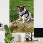 Capo von Oppenheim, Jack Russell Terrier dog Poster (Thuiskantoor)
