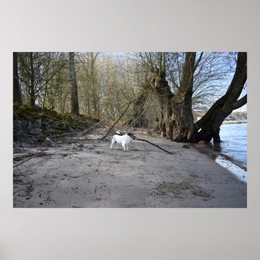 Capo von Oppenheim, Jack Russell Terrier Dog Poster (Voorkant)