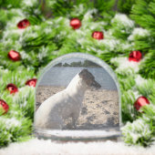 Capo von Oppenheim, Jack Russell Terrier Dog Sneeuwbol (Kerstmis)