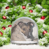 Capo von Oppenheim, Jack Russell Terrier Dog Sneeuwbol (Kerstmis)