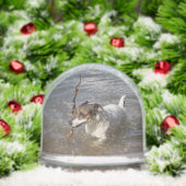 Capo von Oppenheim, Jack Russell Terrier Dog Sneeuwbol (Kerstmis)