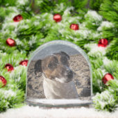 Capo von Oppenheim, Jack Russell Terrier Dog Sneeuwbol (Kerstmis)