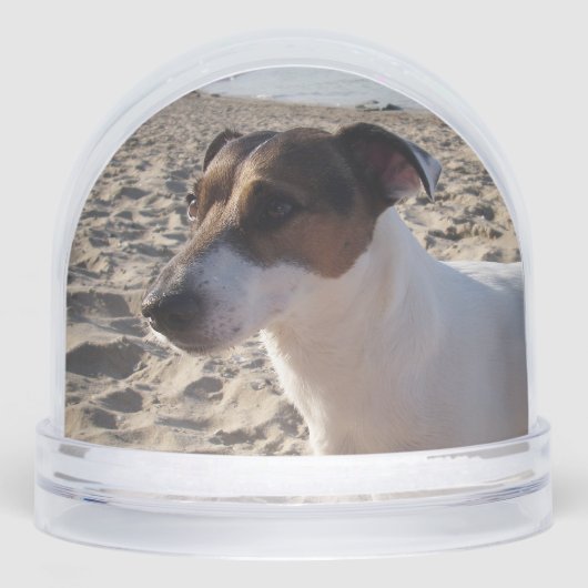 Capo von Oppenheim, Jack Russell Terrier Dog Sneeuwbol (Voorkant)