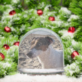 Capo von Oppenheim, Jack Russell Terrier Dog Sneeuwbol (Kerstmis)