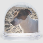 Capo von Oppenheim, Jack Russell Terrier Dog Sneeuwbol (Achterkant)