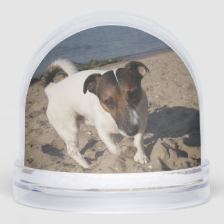 Capo von Oppenheim, Jack Russell Terrier Dog Sneeuwbol
