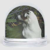 Capo von Oppenheim, Jack Russell Terrier Dog Sneeuwbol (Achterkant)