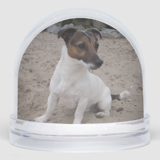 Capo von Oppenheim, Jack Russell Terrier Dog Sneeuwbol
