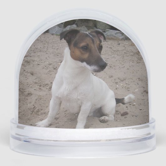 Capo von Oppenheim, Jack Russell Terrier Dog Sneeuwbol (Voorkant)