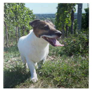 Capo von Oppenheim Jack Russell Terrier, Dog Tegeltje