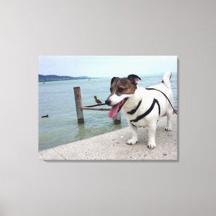 Capo von Oppenheim, Jack Russell Terrier hond Canvas Afdruk