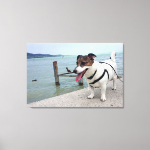 Capo von Oppenheim, Jack Russell Terrier hond Canvas Afdruk