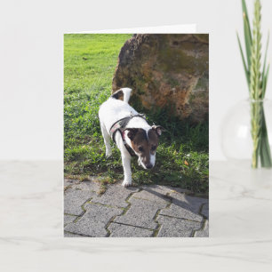 Capo von Oppenheim Jack Russell Terrier, Hond Kaart