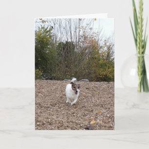 Capo von Oppenheim Jack Russell Terrier, Hond Kaart