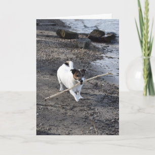 Capo von Oppenheim Jack Russell Terrier, Hond Kaart