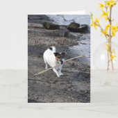 Capo von Oppenheim Jack Russell Terrier, Hond Kaart (Gele Bloem)