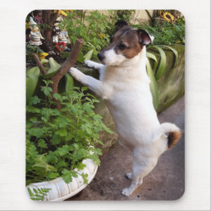 Capo von Oppenheim Jack Russell Terrier, Hond Muismat