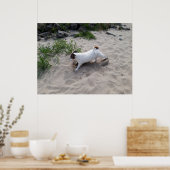 Capo von Oppenheim, Jack Russell Terrier hond Poster (Keuken)