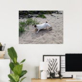 Capo von Oppenheim, Jack Russell Terrier hond Poster (Thuiskantoor)