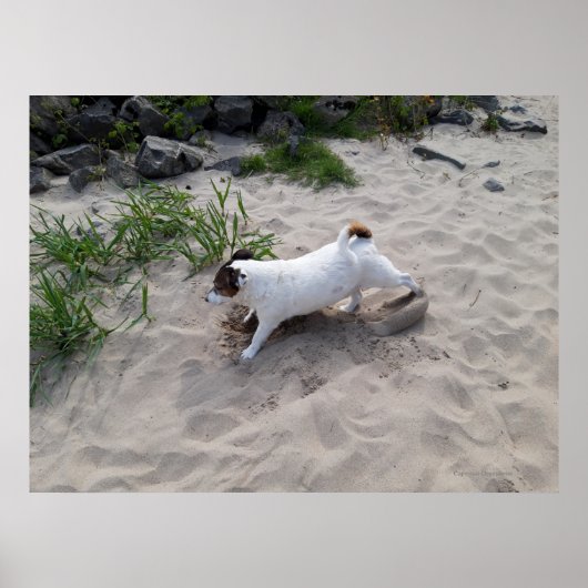 Capo von Oppenheim, Jack Russell Terrier hond Poster (Voorkant)